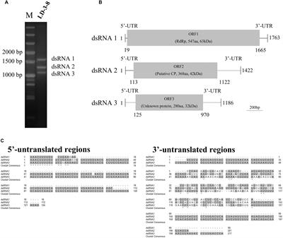 Molecular Characterization of a Debilitation-Associated Partitivirus Infecting the Pathogenic Fungus Aspergillus flavus